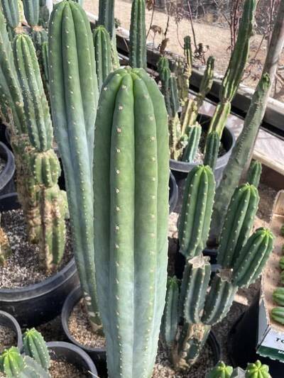 c0cba4b1ea13b216.jpg Old Roots - Trichocereus San Pedro cactus clone photo 3