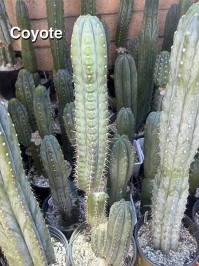 470478ff0b1e365f.jpg Coyote - Trichocereus San Pedro cactus clone photo 3