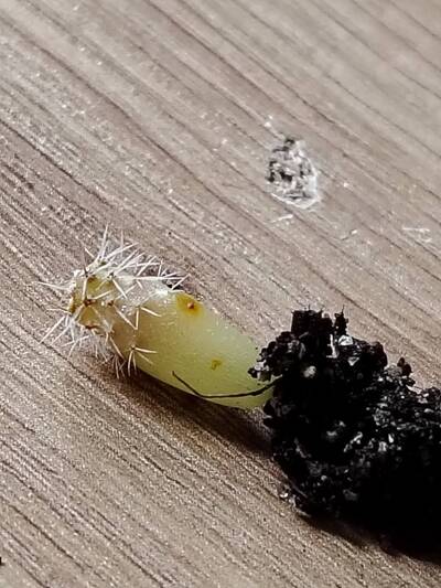 a4df9c31bd349877.jpg Damping-off - cactus pest and disease reference photo 3