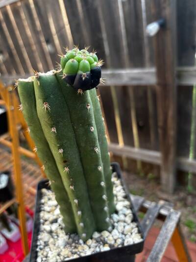 5764c82d43871030.jpg Sunburn (Solar/Heat Damage) - cactus pest and disease reference photo 10