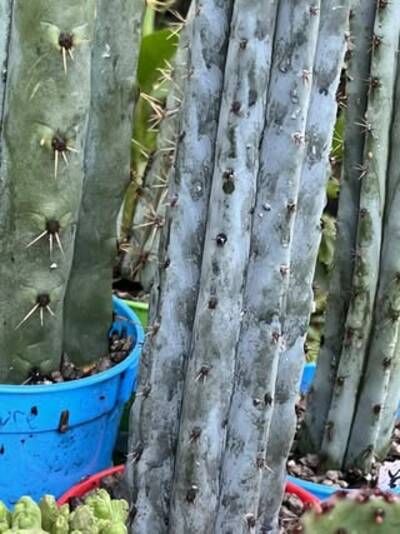 7f0c05e110e3b1fc.jpg Pink Elephant - Trichocereus San Pedro cactus clone photo 2