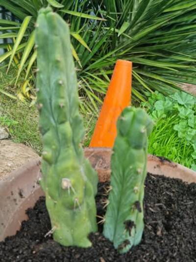 3c31c192389dd4bf.jpg Eileen - Trichocereus San Pedro cactus clone photo 3