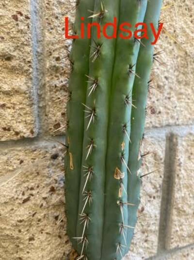 0bcb0d5f846d9431.jpg Lindsay - Trichocereus San Pedro cactus clone photo 2