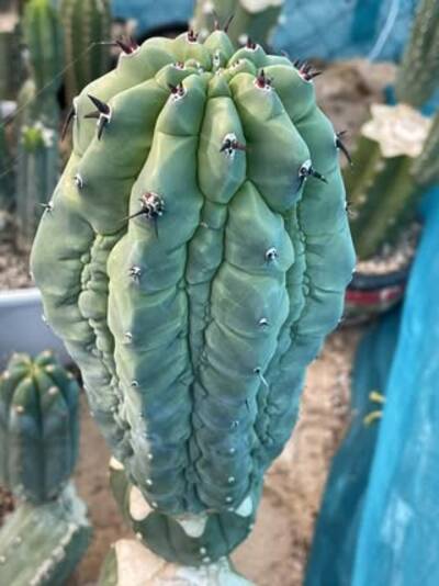 97892d1cad8fc2b8.jpg Glorp - Trichocereus San Pedro cactus clone photo 2