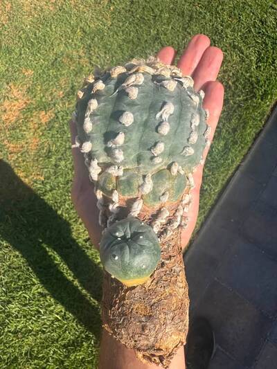 571acffb9e2cc3d6.jpg L (vv) - Trichocereus San Pedro cactus clone photo 3