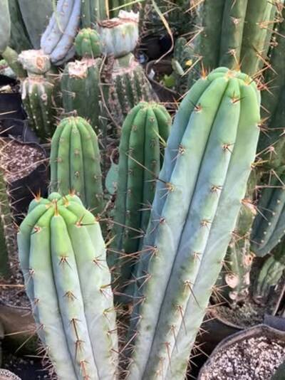e3f44253c038b490.jpg Sherman - Trichocereus San Pedro cactus clone photo 1