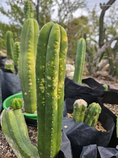 d51096f521e073db.jpg Mosaic Virus - cactus pest and disease reference photo 3