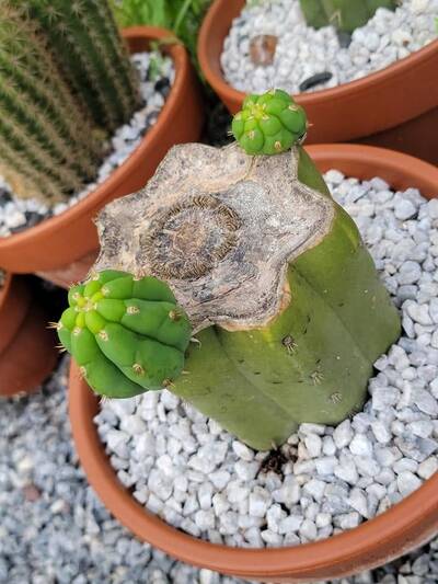 c4e597c85bb4427a.jpg Casino - Trichocereus San Pedro cactus clone photo 1