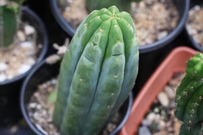 254a459db4b9900c.jpg PC - Trichocereus San Pedro cactus clone photo 3