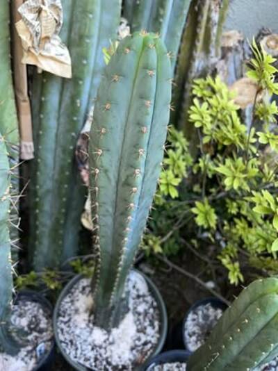 1491ea844a81cdd1.jpg Coyote - Trichocereus San Pedro cactus clone photo 1