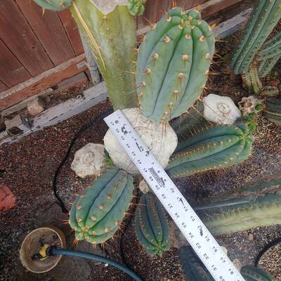 070348e460dda676.jpg Matucana × macrogonus - Trichocereus San Pedro cactus clone photo 1