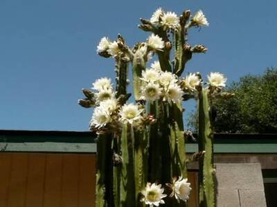1b1998de489c57b1.jpg Tucson fat - Trichocereus San Pedro cactus clone photo 1