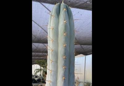 5da8441119af9ae2.jpg TSSBP - Trichocereus San Pedro cactus clone photo 2
