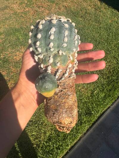 d635201367b550bc.jpg L (vv) - Trichocereus San Pedro cactus clone photo 6