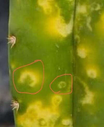5b32dc580752a09a.jpg Tobacco Mosaic Virus (TMV) - cactus pest and disease reference photo 5
