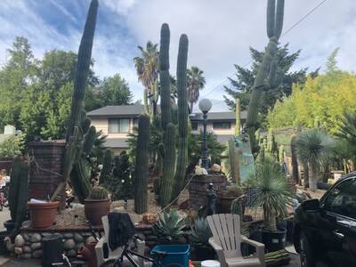 a92079426580c8f5.jpg Fabrante - Trichocereus San Pedro cactus clone photo 4