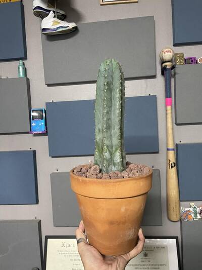 68a69465982039f5.jpg Mary Cooper's Clone - Trichocereus San Pedro cactus clone photo 1