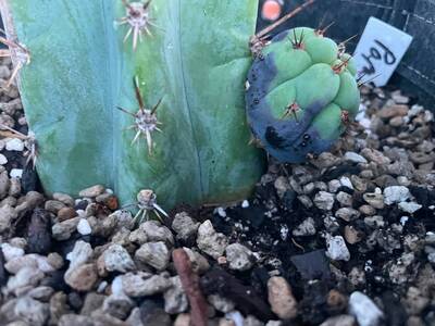 187965a2d2e15643.jpg humidity spots - cactus pest and disease reference photo 2