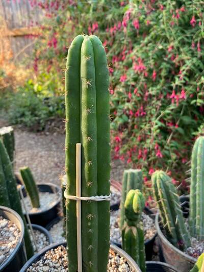 69109f76313c9ab8.jpg Mel/vin - Trichocereus San Pedro cactus clone photo 2