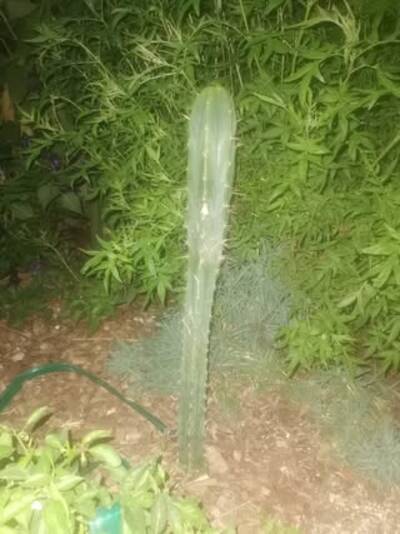 1715eb7c98d131bf.jpg Chemical Shamans Dick (CSD) - Trichocereus San Pedro cactus clone photo 4
