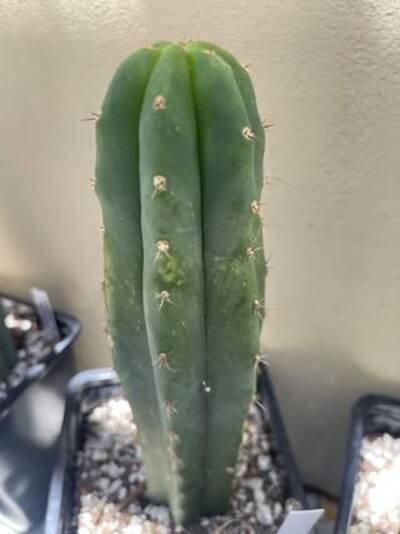 092d5e52ff8148ec.jpg Mosaic Virus - cactus pest and disease reference photo 4