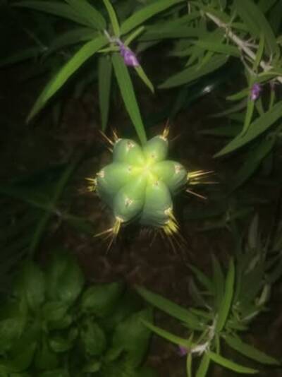 f42f59d21fc2f837.jpg Chemical Shamans Dick (CSD) - Trichocereus San Pedro cactus clone photo 19