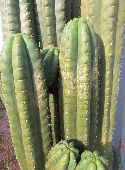 ede5140afc48a95e.jpg cold damage - cactus pest and disease reference photo 3
