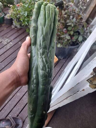 8840cd8bba5ea3ef.jpg Hulk Turd - Trichocereus San Pedro cactus clone photo 3