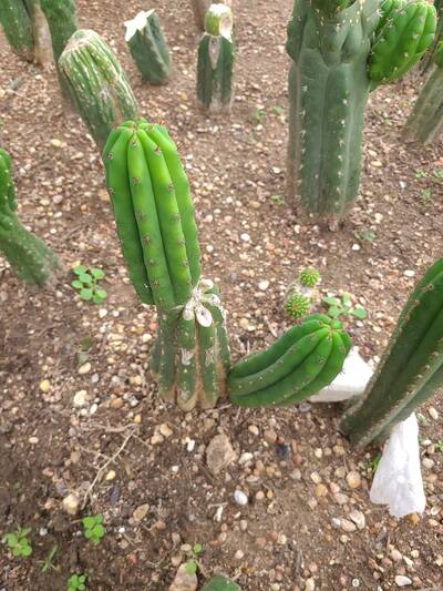 f8746a0d9e5b5c00.jpg Vanilla Flower - Trichocereus San Pedro cactus clone photo 4