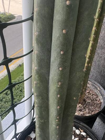 850b0582d804b773.jpg Sunburn (Solar/Heat Damage) - cactus pest and disease reference photo 18