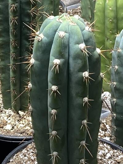 8bb2f644b2f93589.jpg Rio Rimac - Trichocereus San Pedro cactus clone photo 1