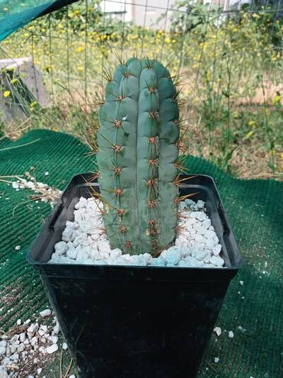 20199c9f667c163c.jpg Pink Elephant - Trichocereus San Pedro cactus clone photo 4