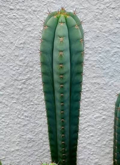 f17aee2d3f0b1271.jpg Peruvianus Rick Yo - Trichocereus San Pedro cactus clone photo 2