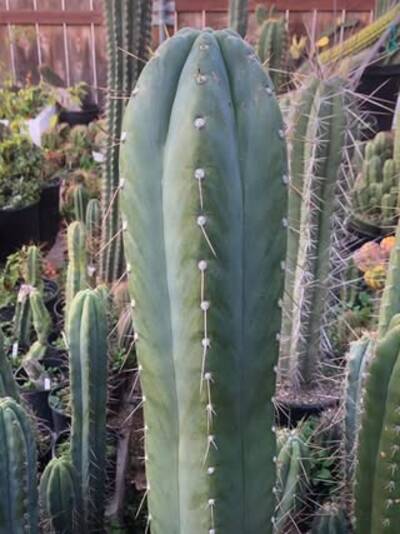 325e13f05827d1ad.jpg Chris01 - Trichocereus San Pedro cactus clone photo 1