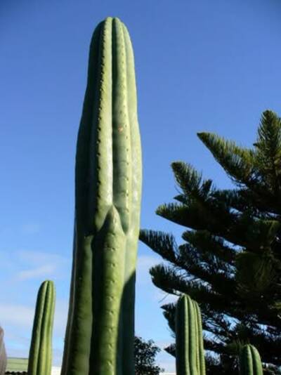 709c037868b2da56.jpg malo1 - Trichocereus San Pedro cactus clone photo 1