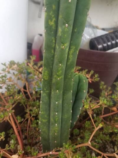 17e4b0015ba56c3a.jpg Tobacco Mosaic Virus (TMV) - cactus pest and disease reference photo 4