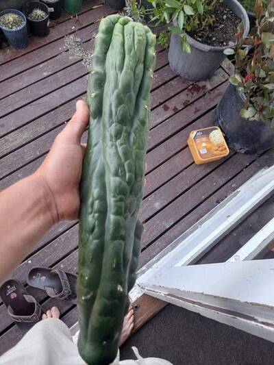 1401b7a846b2f1c1.jpg Hulk Turd - Trichocereus San Pedro cactus clone photo 1