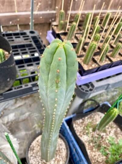 835163e26bc019d7.jpg Chemical Shamans Dick (CSD) - Trichocereus San Pedro cactus clone photo 25