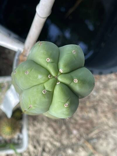 00c890b4f0536068.jpg Skip - Trichocereus San Pedro cactus clone photo 1