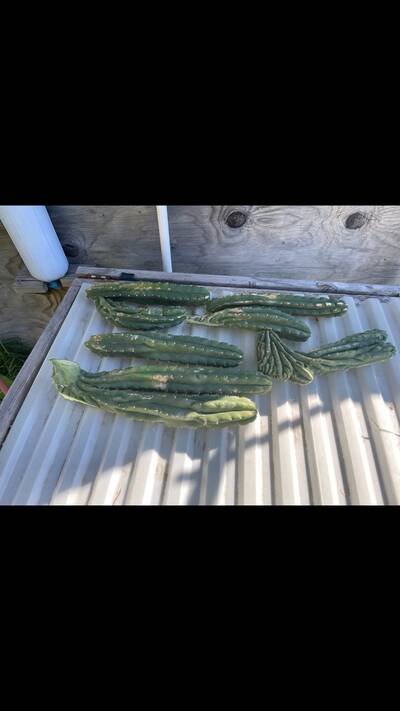 98729a5ca758ea03.jpg TPM - Trichocereus San Pedro cactus clone photo 11