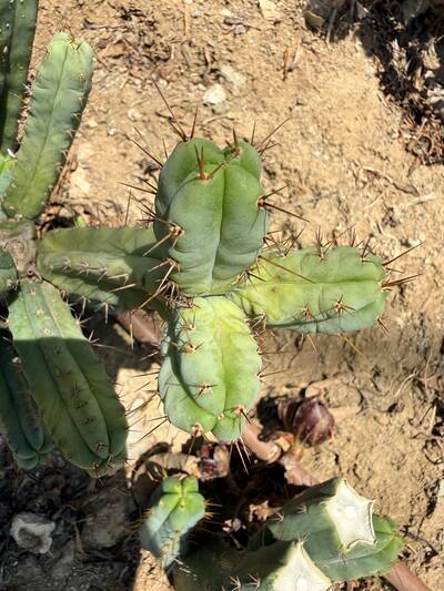 Mini-Me - Trichocereus San Pedro cactus clone photo 3