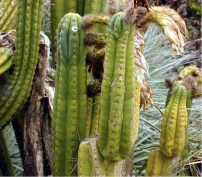 36dcc4769ca627dc.jpg Colossus - Trichocereus San Pedro cactus clone photo 1