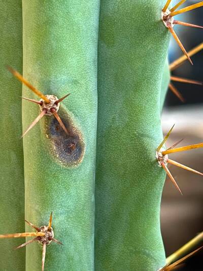 26b5bd32d62841a1.jpg fungal infection - cactus pest and disease reference photo 2