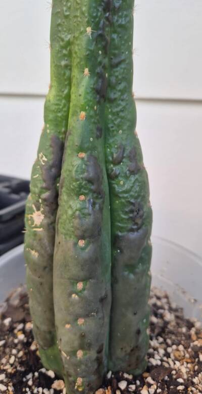 e10300dafa6a3ca8.jpg Chemical Burn - cactus pest and disease reference photo 1