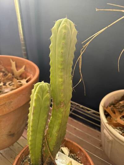64c4b06a56a5a3ab.jpg Bridgessii x - Trichocereus San Pedro cactus clone photo 1
