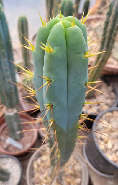 c3dd5ec09d856bfb.jpg TCP Bridge - Trichocereus San Pedro cactus clone photo 3