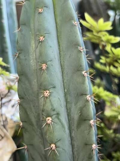 930cf557fdfa83c3.jpg Coyote - Trichocereus San Pedro cactus clone photo 5