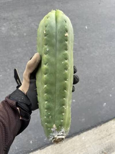 e3972cca1fb1cdf1.jpg Gator - Trichocereus San Pedro cactus clone photo 2