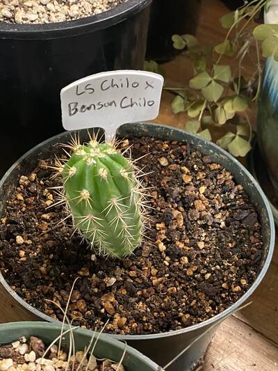 0185769227dcd765.jpg LS Chilo - Trichocereus San Pedro cactus clone photo 1