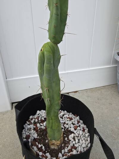 9e771632ed17e007.jpg Alternaria - cactus pest and disease reference photo 6
